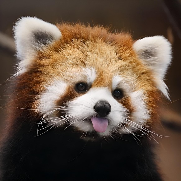 CUTE NEWS TIER ROTER PANDA

https://imgur.com/t/aww/8hmrCtj