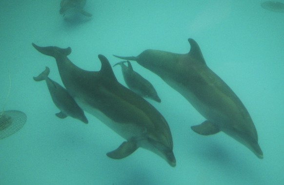 epa09860759 Dolphins at the Odesa dolphinarium Nemo, as workers of the Odesa dolphinarium Nemo try to open it for visitors for the first time since the start of the war, in the southern Ukrainian port ...