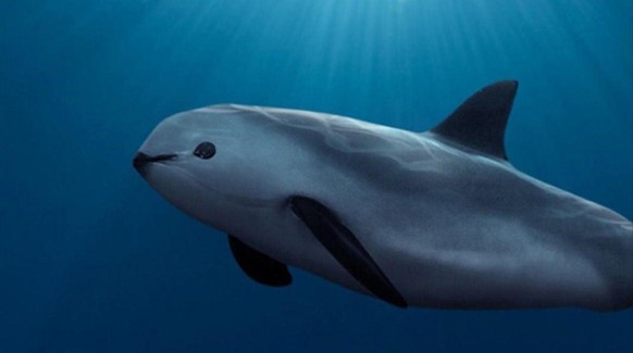 cute news tier vaquita

https://www.reddit.com/r/pics/comments/1die7lr/this_is_a_vaquita_vaquitas_are_the_worlds_rarest/