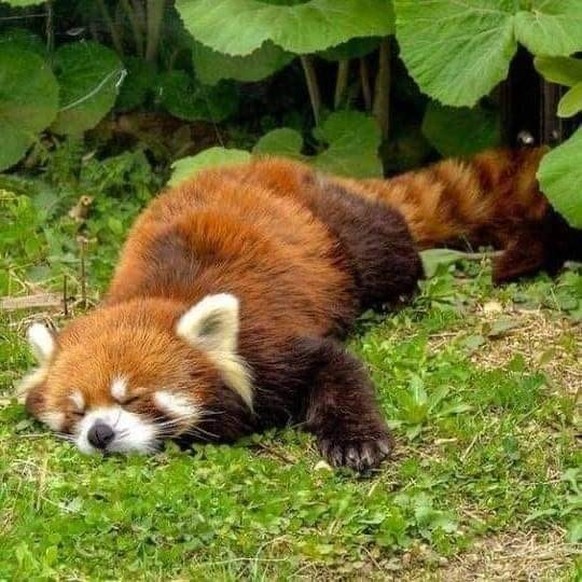 cute news animal tier red panda roter panda

https://imgur.com/t/cute_animal/srX3lhn