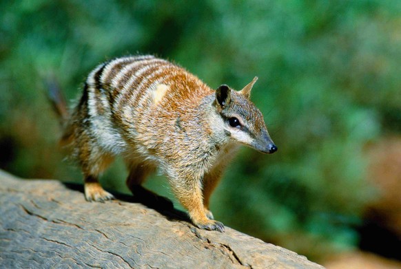 Un numbat (Myrmecobius fasciatus).