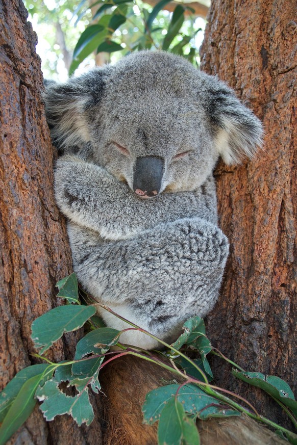 cute news tier koala

https://imgur.com/t/aww/pV2gEY4