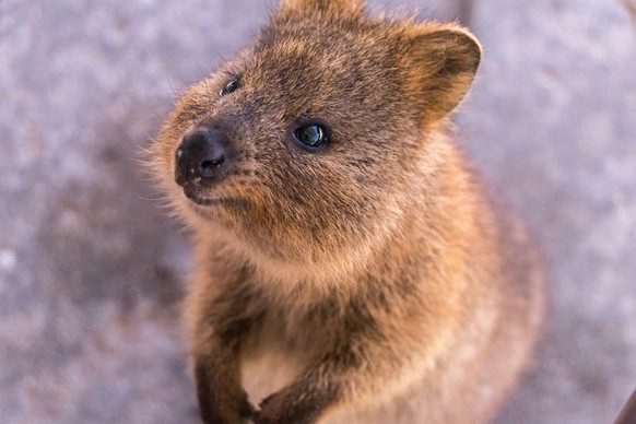 cute news animal tier quokka

https://twitter.com/quokkaeveryhour/status/1536949648417763329/photo/1