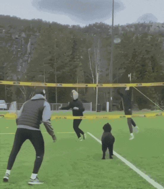 GIF animé