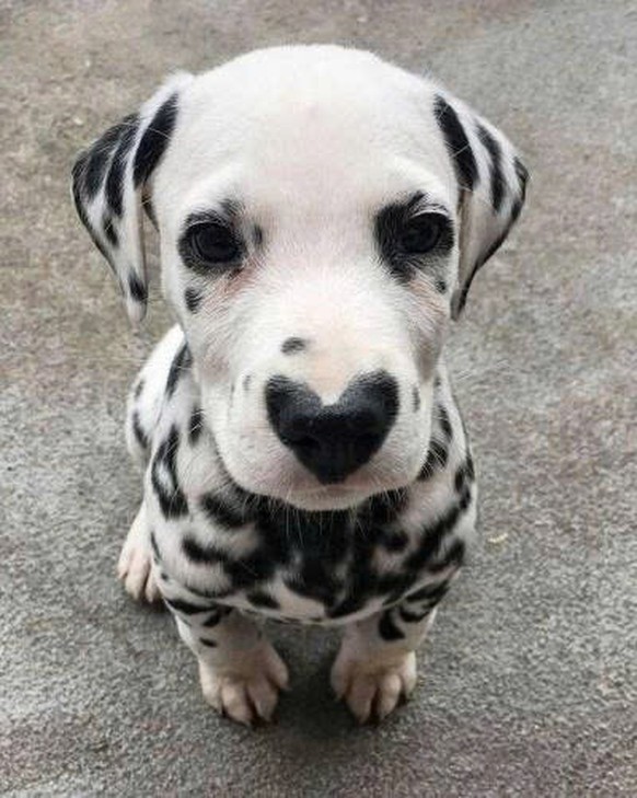 Herziger Hund für Cute News