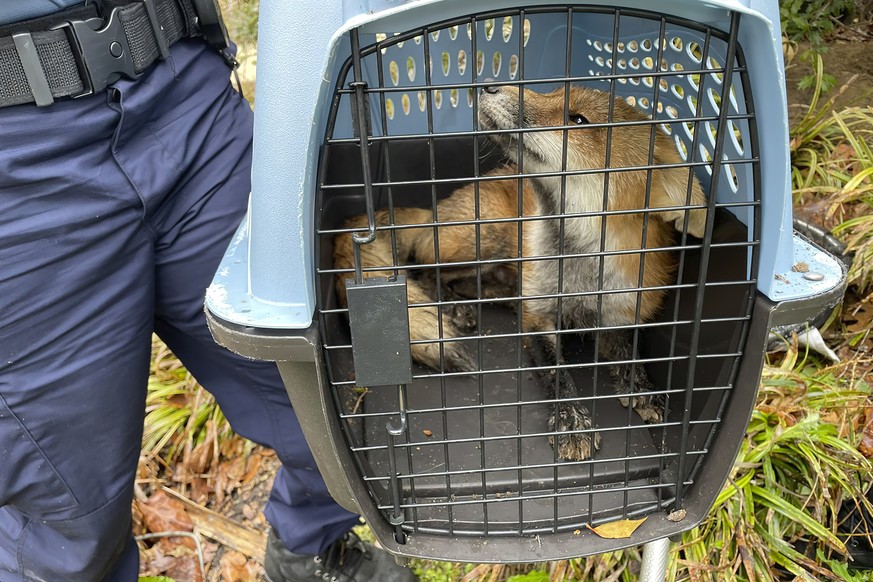 In his image provided by U.S. Capitol Police, a fox looks out from a cage after being captured on the grounds of the U.S. Capitol on Tuesday, April 5, 2022, in Washington. (U.S. Capitol Police via AP)