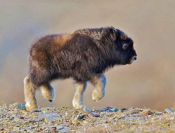 cute news tier ochse

https://www.instagram.com/p/DItwJpCRxIF/