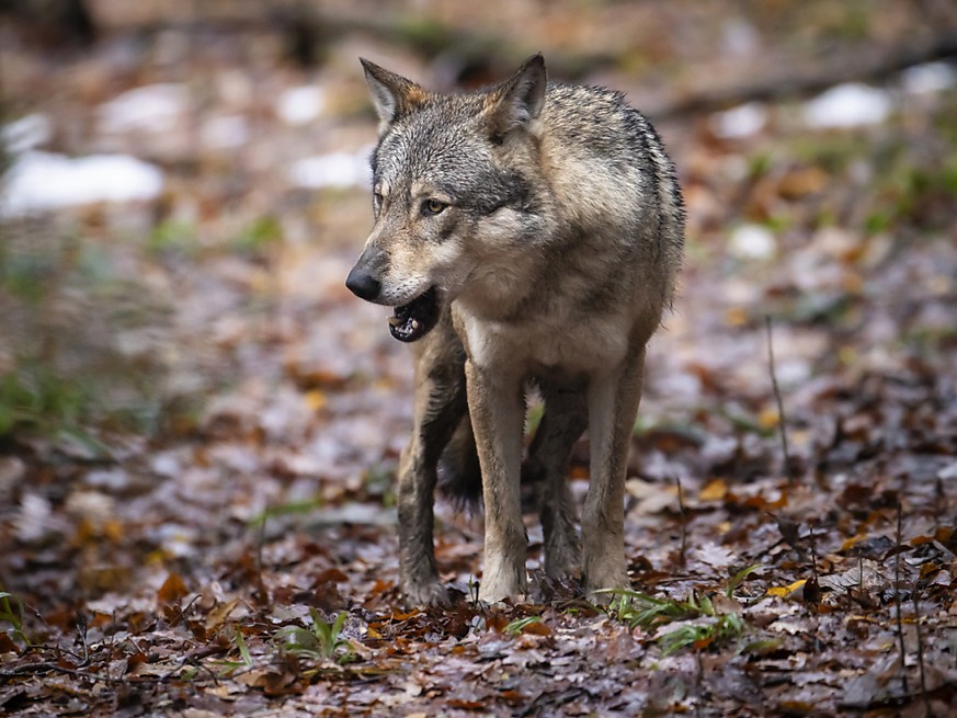 Les déplacements du loup en terres neuchâteloises seront mieux suivis par les garde-faune du canton.
