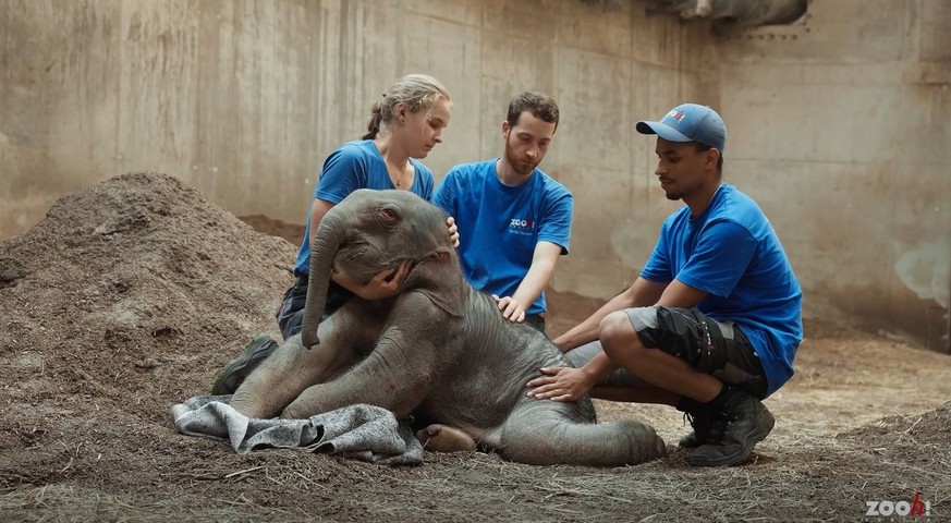 Les soignants du zoo ont tout tenté pour venir en aide au petit.