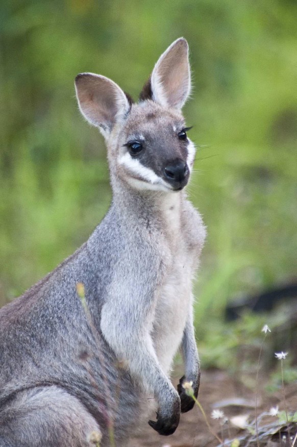 cute news animal tier känguru

https://www.reddit.com/r/AustralianAnimals/comments/6qlqd8/whiptail_wallabyprettyfaced_wallabymacropus/