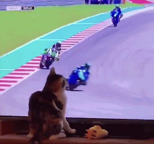 GIF animé