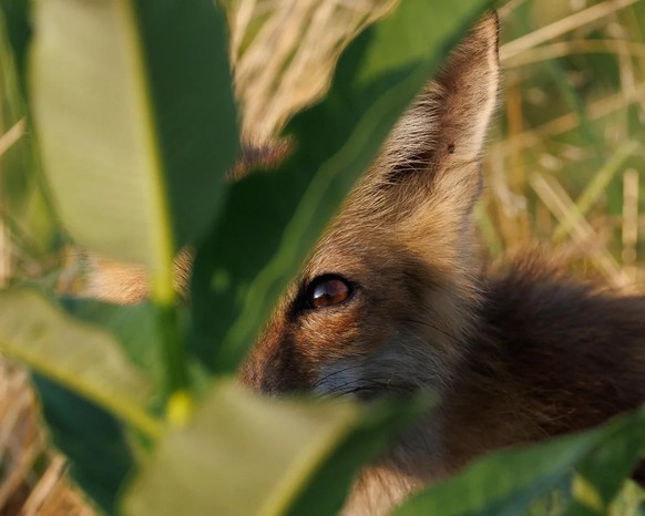 cute news tier fuchs

https://www.reddit.com/r/foxes/comments/1v6zn4g/fox_in_the_milkweed/