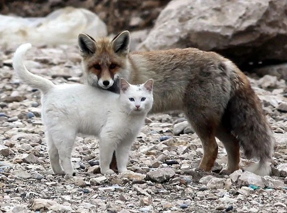 cute news tier fuchs katze

https://www.reddit.com/r/Animals/comments/1j1qed8/cat_and_fox_friendship/