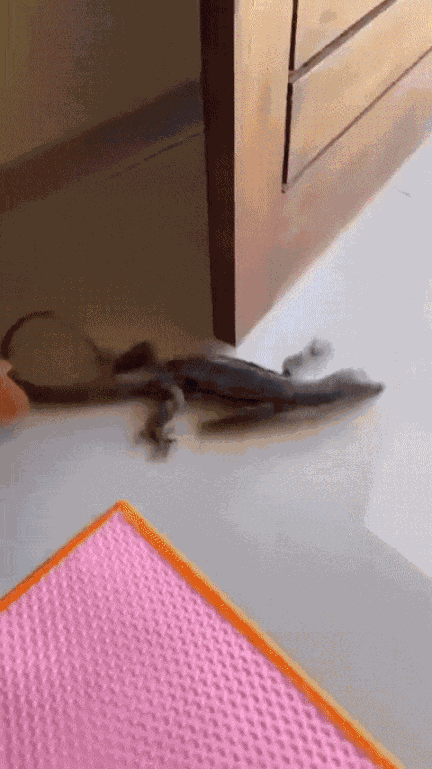 GIF animé