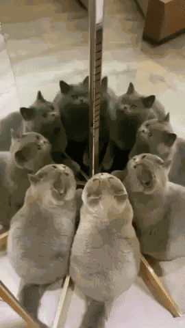GIF animé