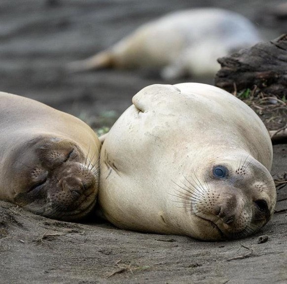 cute news animal tier robbe
https://www.reddit.com/r/AnimalsBeingSleepy/comments/rpz1pt/midday_beach_naps/