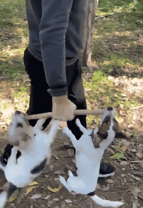 GIF animé