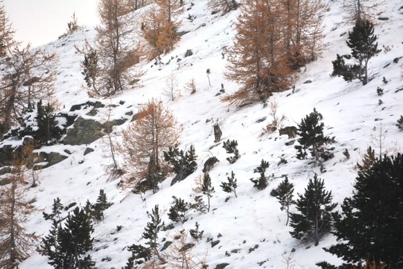 Meutes de loups en Valais: selon les experts, il y a surtout des problèmes lorsqu'elle s'installe dans des zones qui n'étaient jusqu'à présent pas exemptes de loups.