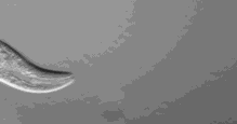 GIF animé