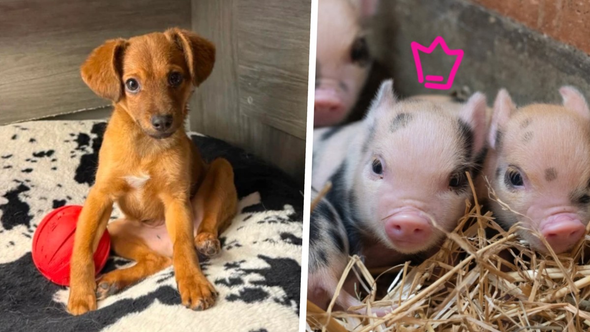 Ces 33 clichés d'animaux vont vous faire scroller pour la bonne cause