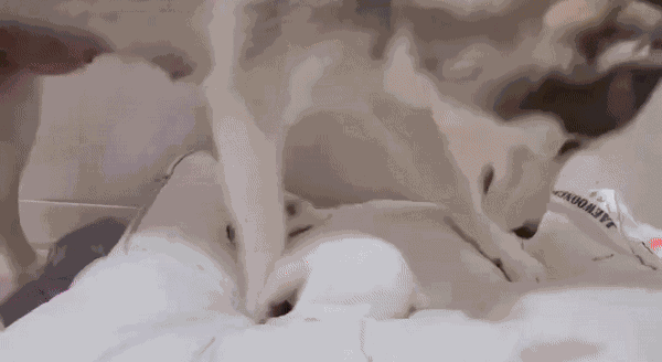 GIF animé