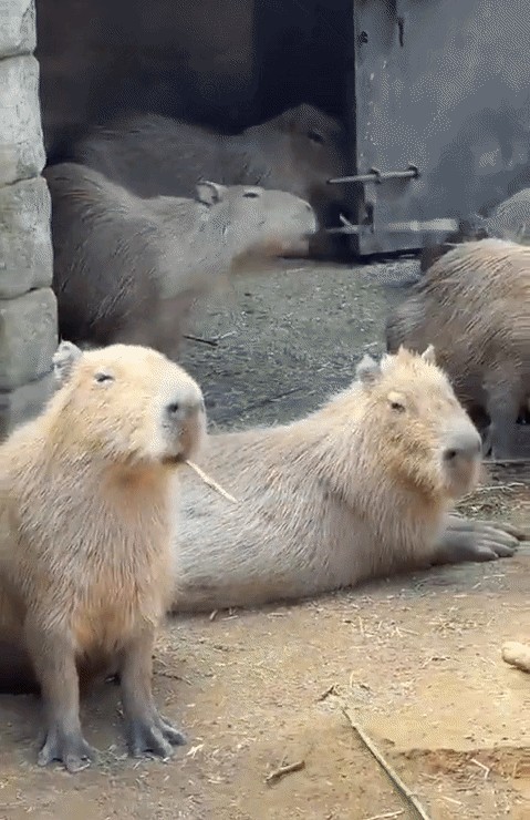 GIF animé