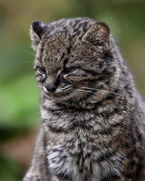 cute news tier chilenische wildkatze kodkod

https://www.instagram.com/p/C_4qN7gsE_Q/?img_index=6