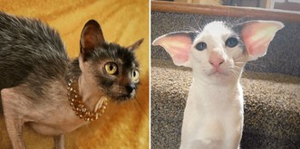 11 chats qui n'ont pas un physique facile