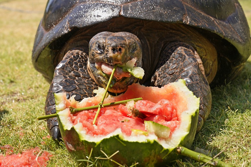 A Galapagos turtle cool offs with a watermelon treat during an animal enrichment at the Oklahoma City Zoo on a hot summer day in Oklahoma City, Friday, July 1, 2022. (AP Photo/Sue Ogrocki)