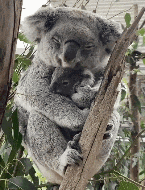 cute news animal tier koala

https://www.reddit.com/r/aww/comments/ojerog/im_a_grown_ass_man_and_this_had_me_tearing_up_at/