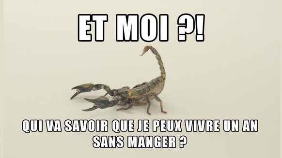 Scorpion, manger, horoscope