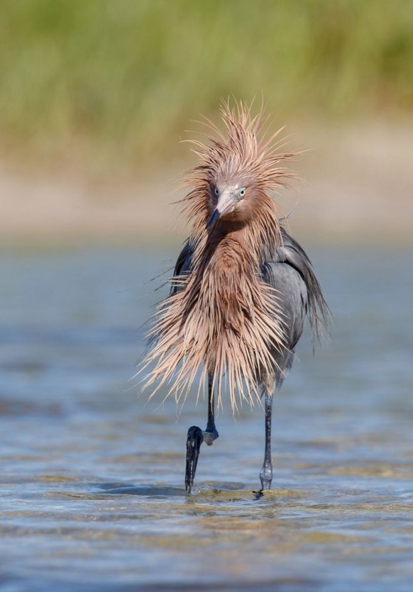 Google Lens nous apprend qu'il s'agit d'une Aigrette roussâtre. Il en existe en deux coloris, et certaines n'ont pas l'air en pétard. Quelle chance!