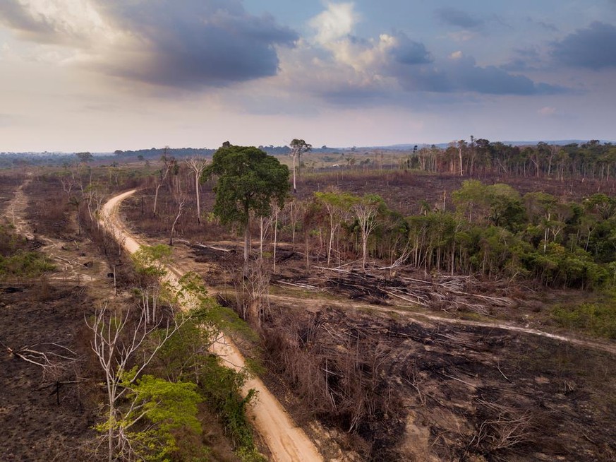 déforestation en Amazonie pour faire de la place à l&#039;élevage