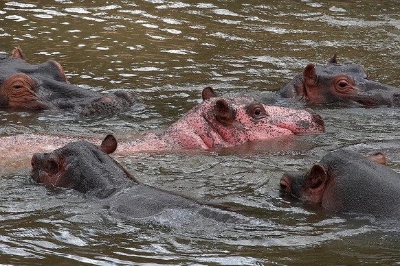 cute news tier hippo

https://www.reddit.com/r/NatureIsFuckingCute/comments/1jsyv6y/pink_hippopotamus/