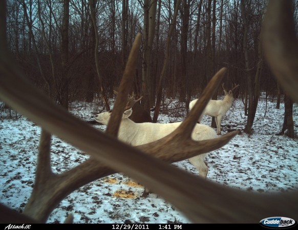 cute news tier wildtierkamera

https://x.com/Trail_Cams/status/1729484415175197145/photo/1