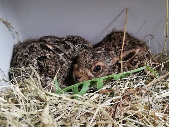 Les lapins sont des animaux aux besoins complexes.