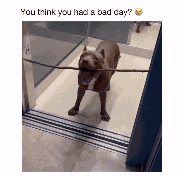 GIF animé