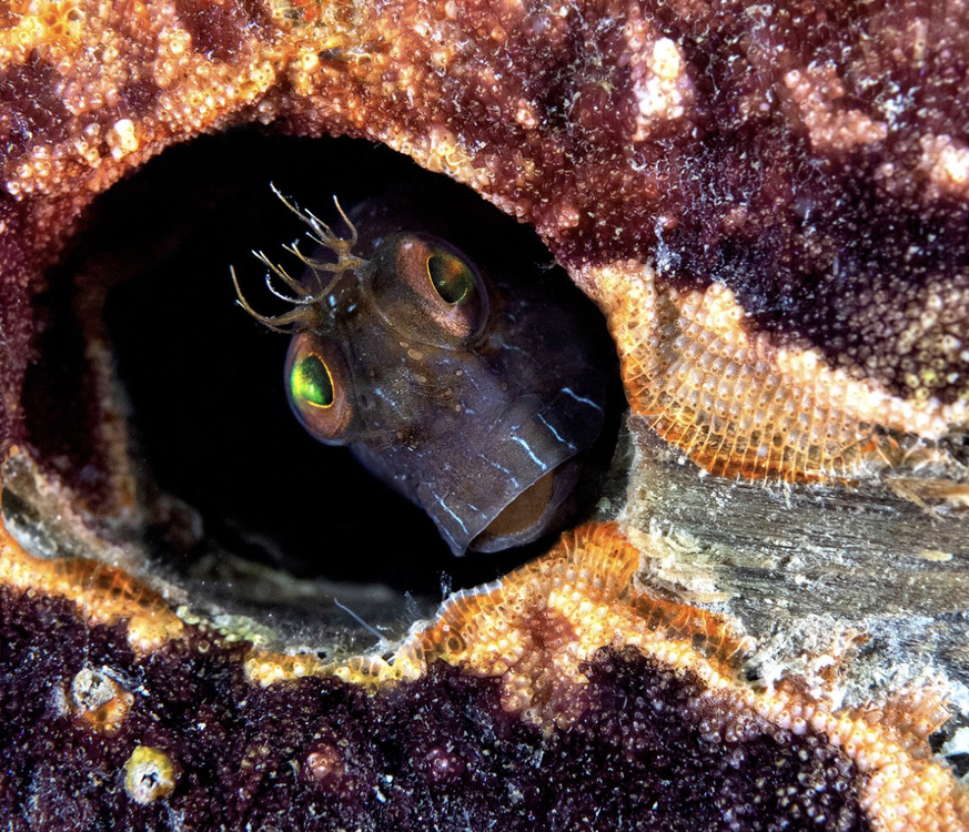 Naturbilder des Jahres, Tierbilder, World Nature Photography Awards