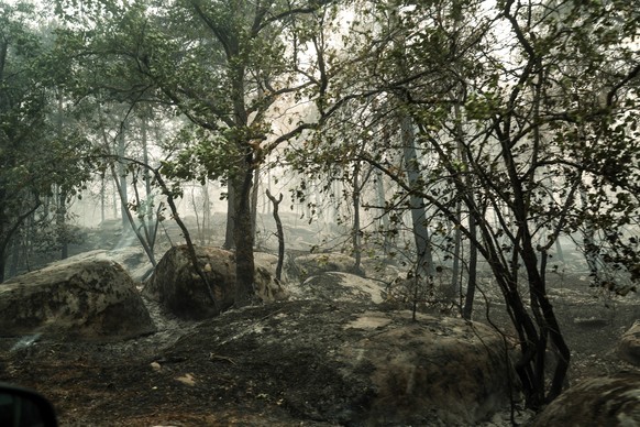 epa13108850 A patch of burned forest as firefighters work to extinguish a fire in the Fontainebleau Forest in Noisy-sur-Ecole, France, 13 July 2026. EPA/GAUTHIER BEDRIGNANS