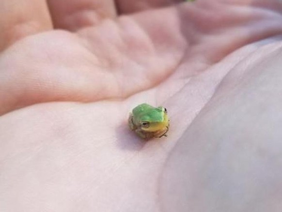 cute news tier frosch

https://imgur.com/t/frogs/JzDeAap