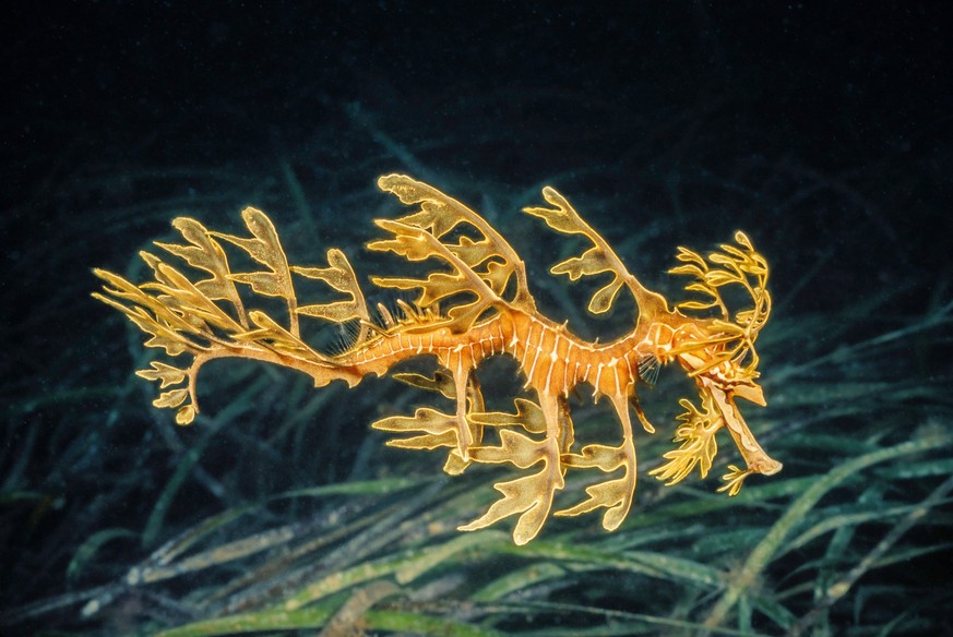 A leafy sea dragon Phycodurus eques, Spencer Gulf in South Australia, Australia, Pacific Copyright: RyanxRossotto 1387-130