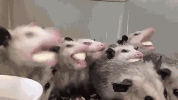 GIF animé
