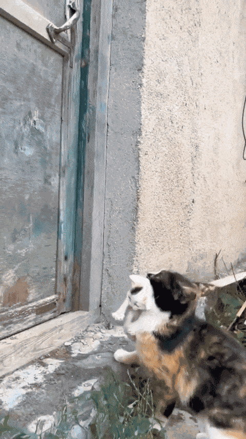 GIF animé