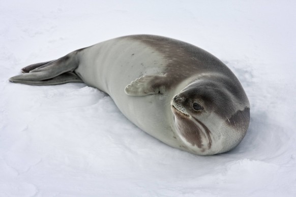 Portrait of female Ross seal (Ommatophoca rossi) showing distinctive thick neck. Ross Sea, Antarctica. December 2009. PUBLICATIONxINxGERxSUIxAUTxONLY 1289950 SuexFloodx-xTD

Portrait of Female Ross Se ...