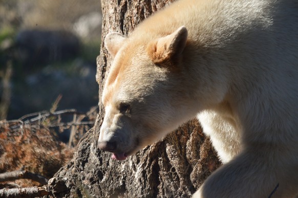 Canada: Spirit Bear (Kermode Bear), TheÃ?Â Kermode bearÃ?Â also known as a Spirit Bear, is a subspecies of theÃ?Â black bearÃ?Â living in theÃ?Â Central and North Coast regionsÃ?Â ofÃ?Â British Columb ...