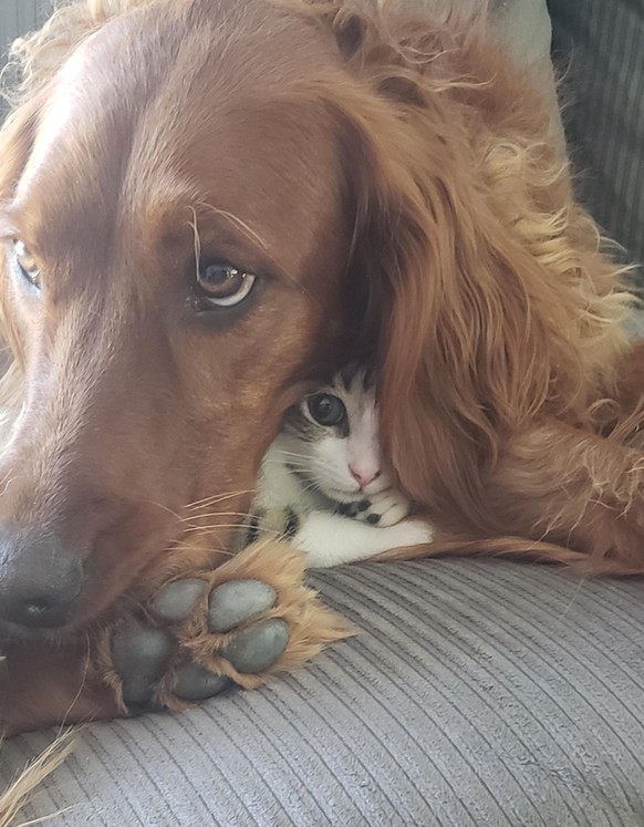 cute news animal tier hund katze

https://old.reddit.com/r/aww/comments/i392kq/i_got_you_fren/