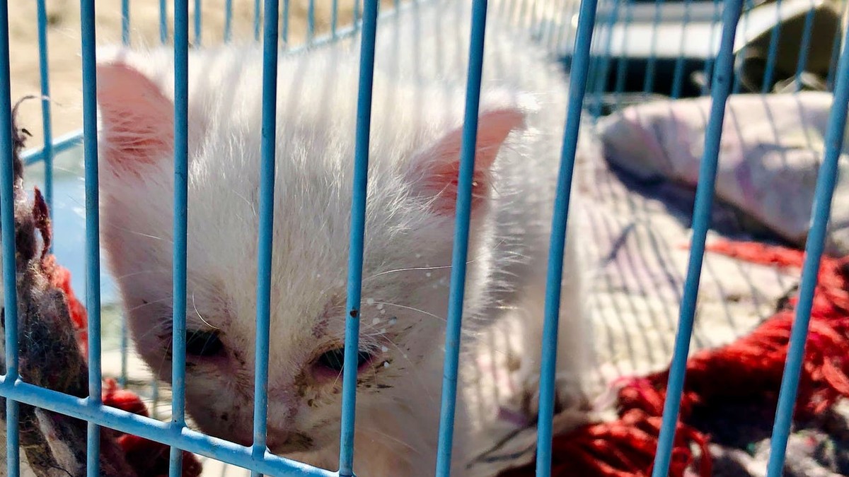 Les dons à la Protection suisse des animaux sont déconseillés