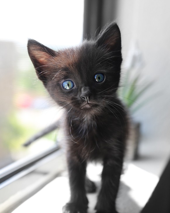 cute news animal tier katze cat

https://www.reddit.com/r/Animal/comments/pwza34/cute_catty/