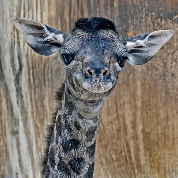 cute news tier giraffe

https://www.reddit.com/r/aww/comments/14kcdxp/baby_giraffe_born_at_local_zoo_trying_to_look/