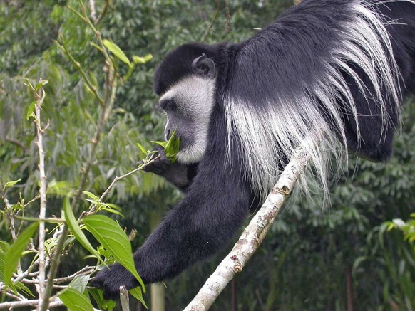 Guereza Colobus (Colobus guereza) 
Schwarz-weisse Stummelaffen
